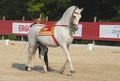 Gala-Vorführung der Lipizzaner am Heldenberg