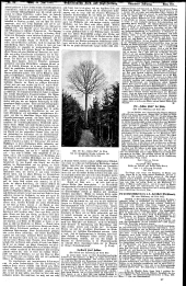 Forst-Zeitung 19000629 Seite: 3