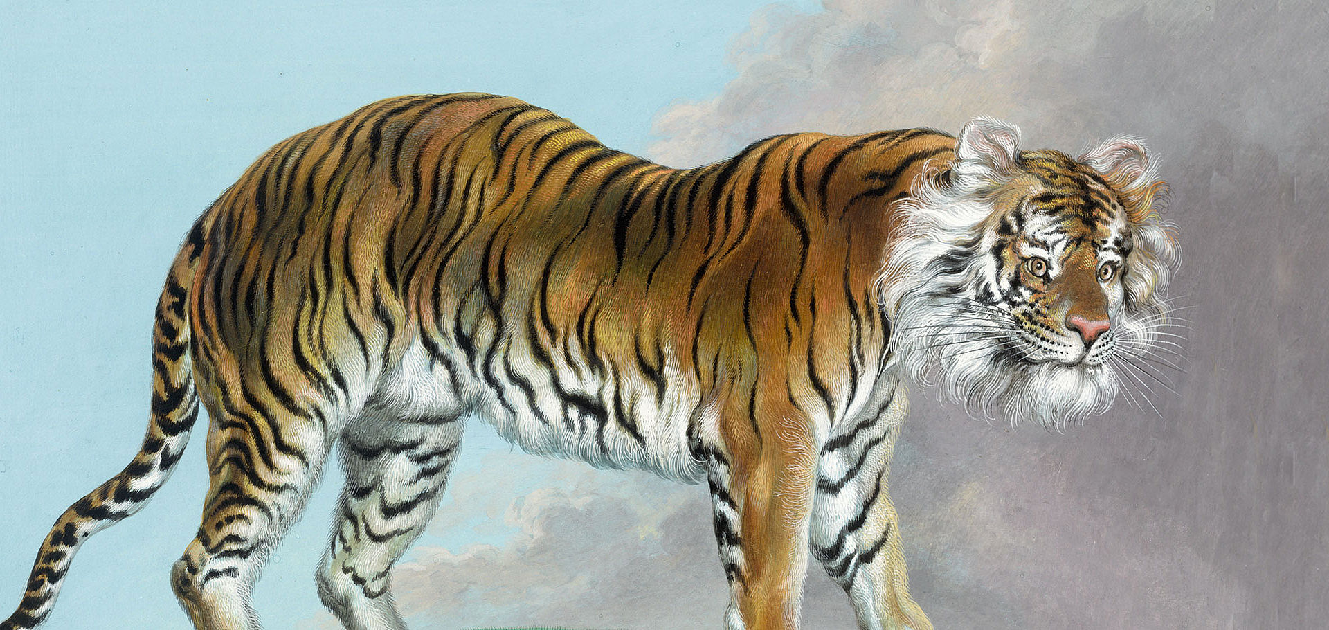 Der Hofbotanikmaler, Tiger, Aquarell