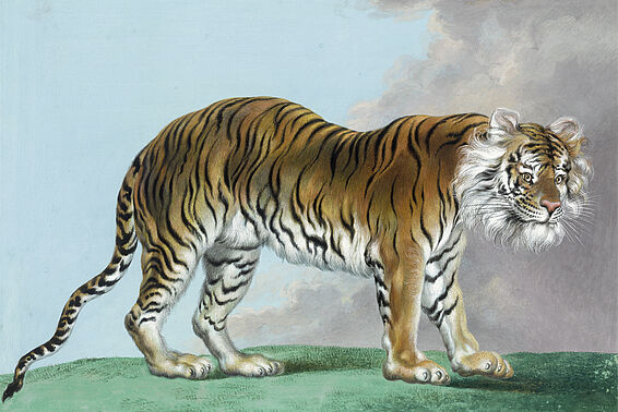 Bengalischer Tiger, Aquarell
