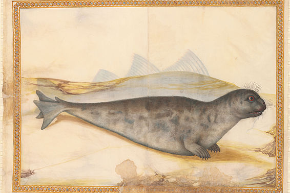 Naturstudie von Giorgio Liberale aus dem vor 1580 angefertigte Bilderalbum zur Tierwelt der Adria