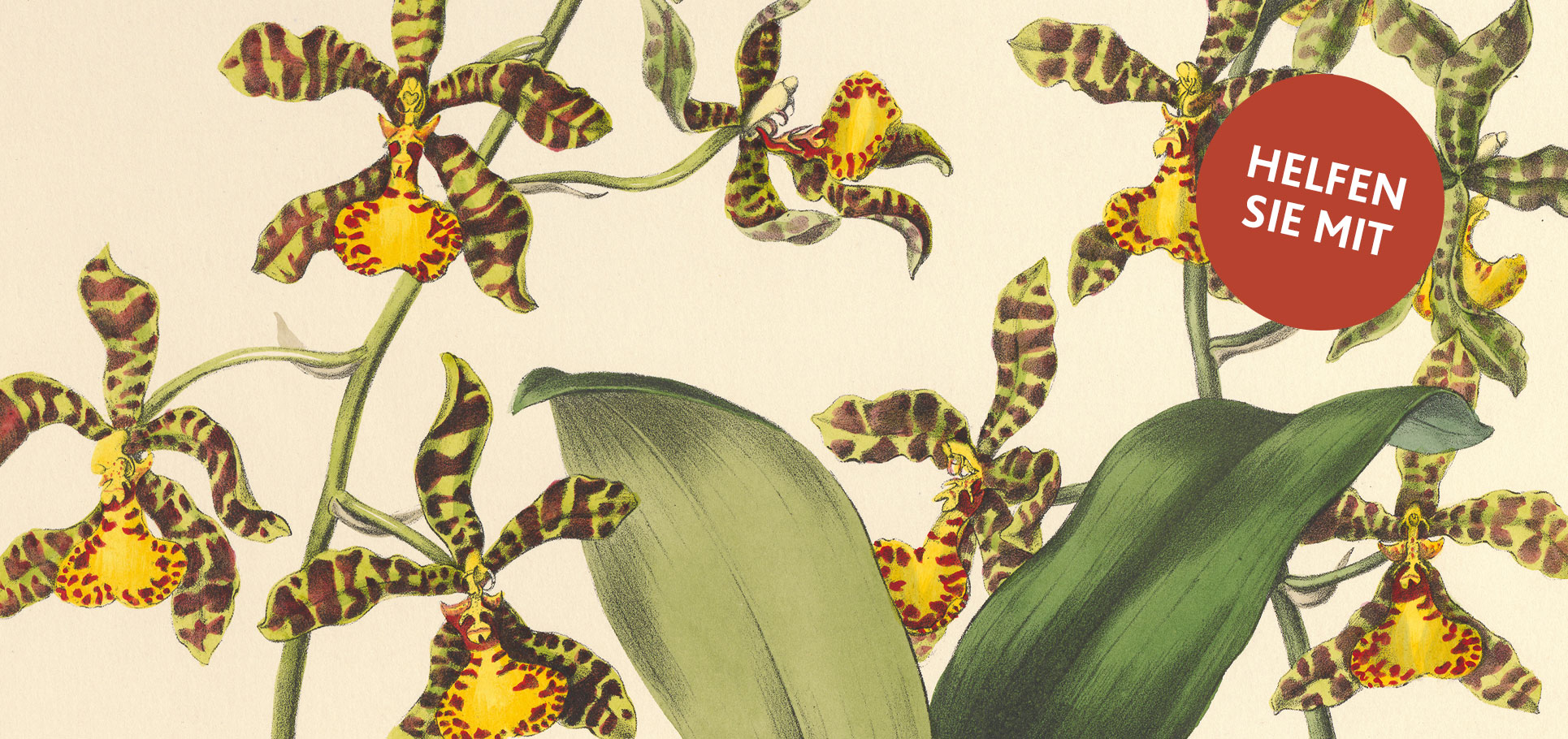 Alte Darstellung einer gelben Tigerorchidee, roter Button "Helfen Sie mit"