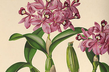 Alte Darstellung einer rosafarbenen Orchidee