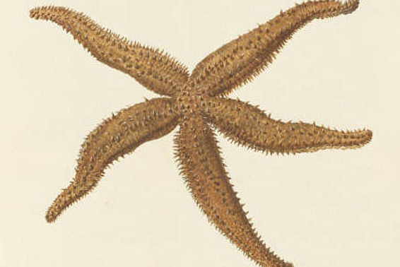 Aquarell eines braunen, fünfarmigen Seesterns