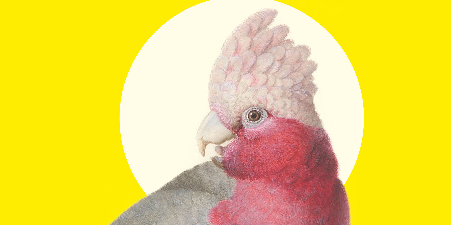 Zeichnung von einem pinken Kakadu vor gelbem Hintergrund