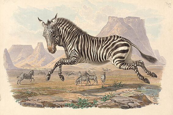 Springendes Zebra in der Steppe