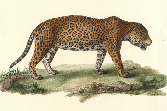 Jaguar