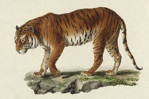 Tiger auf einer Wiese, Aquarell