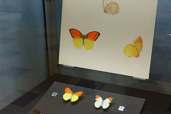 Glasvitrine mit Schmetterlingen