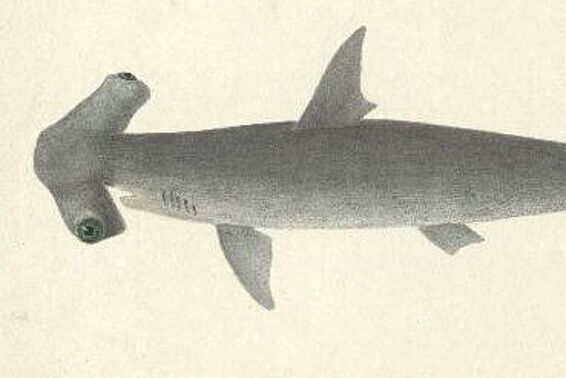 Aquarell eines grauen Hammerhais 