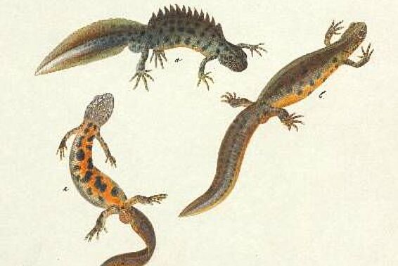 3 orange-schwarz gefleckte Salamander, Aquarell
