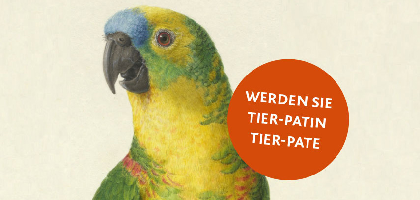 Gemalter Papageienkopf in Gelb-Grün-Blau mit rotem Button "Werden Sie Tier-PatIn"
