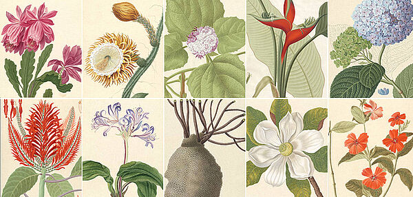 Collage aus Blumenzeichnungen