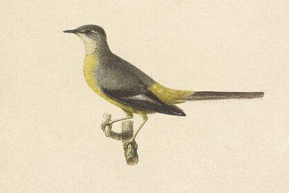 Aquarell eines gelb-grau gefiederten Vogels auf einem Ast
