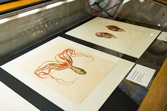 Glasvitrine mit Bildern von Oktopus und Muscheln