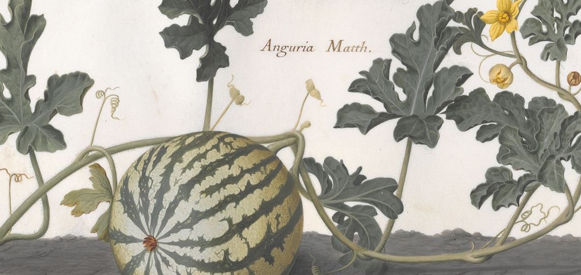 Botanische Illustration von Melonenpflanze