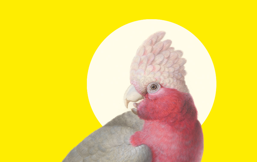 Zeichnung von pinkem Vogel auf gelbem Grund