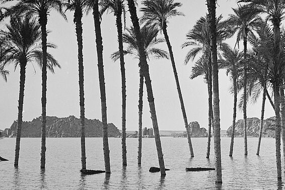 Zwei schwarz-weiße Fotos nebeneinander von Palmen im Wasser.