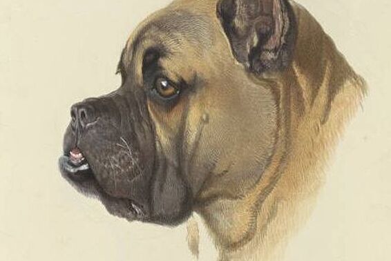 Hellbraune Bulldogge im Profil