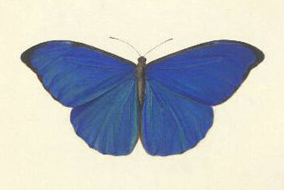 Aquarell eines blauen Schmetterlings