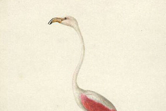 Aquarell eines weißen Flamingos mit pinken Flügeln