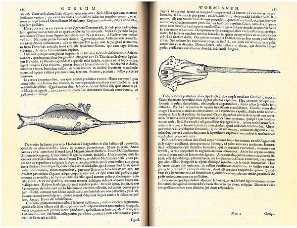 Doppelseite in Buch mit lateinischem Text, einem Fisch mit Horn und einem Schädel mit Horn