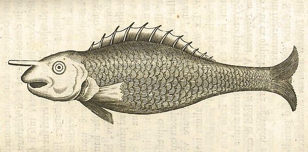 Zeichnung von Fisch mit einem Horn