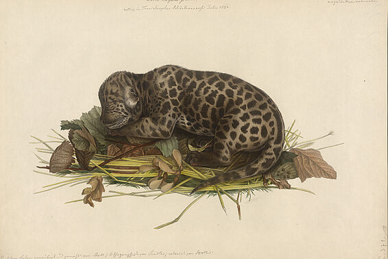 Schlafendes Jaguarjunges auf Laub gebettet