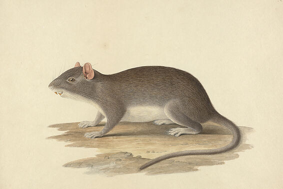 Naturgetreue Aquarell-Zeichnung einer Ratte