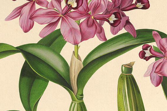 Zeichnung von rosa Orchidee