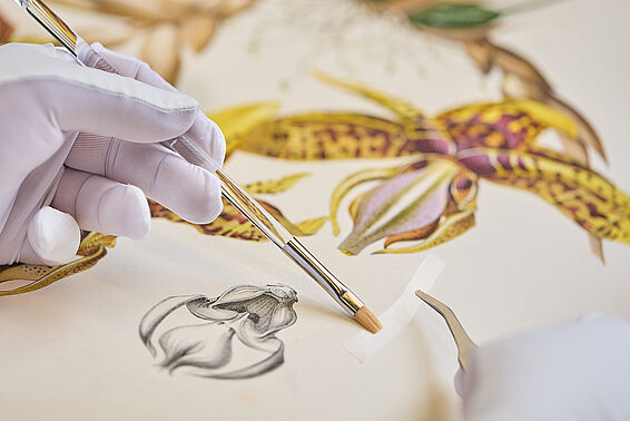 Hand mit weißen Handschuhen und Pinsel auf einer Zeichnung von gelber Orchidee