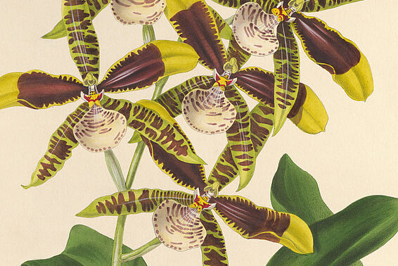 Zeichnungen von gelb-lila Orchideen