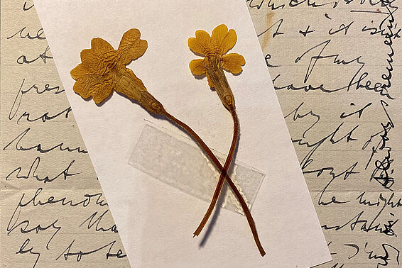 Vergilbter, handgeschriebener Brief mit zwei getrockneten, gelben Primeln darauf