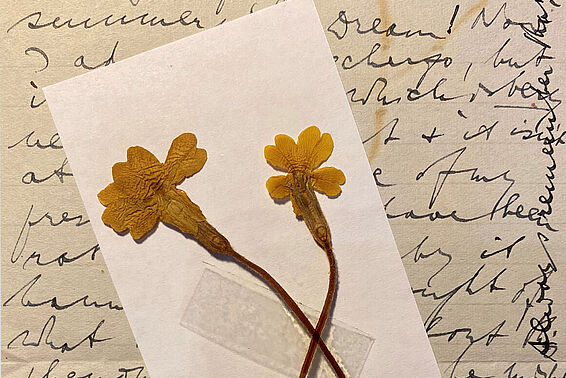 Brief von Ludwig Wittgenstein mit 2 beigelegten getrockneten Blumen