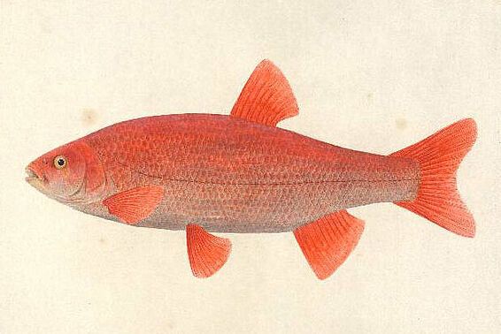 Roter Fisch