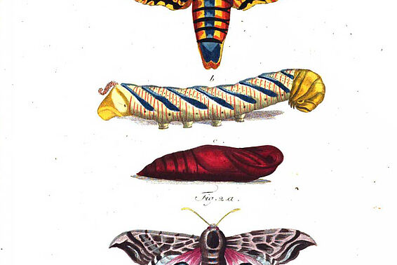 Bunte Illustration von verschiedenen Faltern, Raupen und deren Puppen
