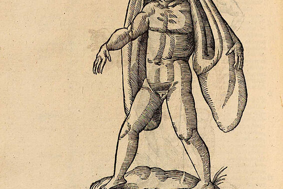 Zeichnung von einem nackten Menschen mit überdimensionalen Ohren, die bis zu den Knien reichen