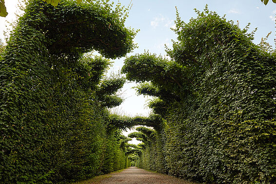 Grüne Heckenallee 