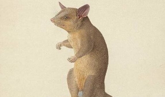 Historische Zeichnunge einer mexikanischen Zwerbeutelratte