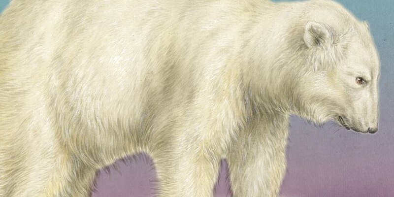 Eisbär