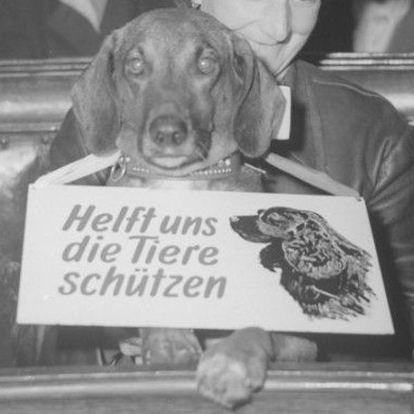 Dackel mit Schild um den Hals "Helft uns die Tiere schützen"
