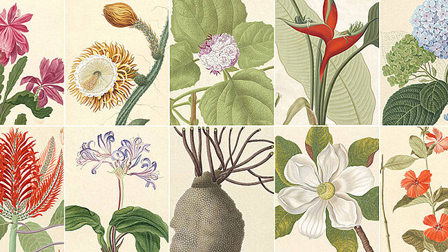 Ein Potbourrie von Blumengrafiken