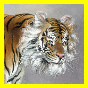 Objekt des Monats Mai, Aquarell mit Tiger