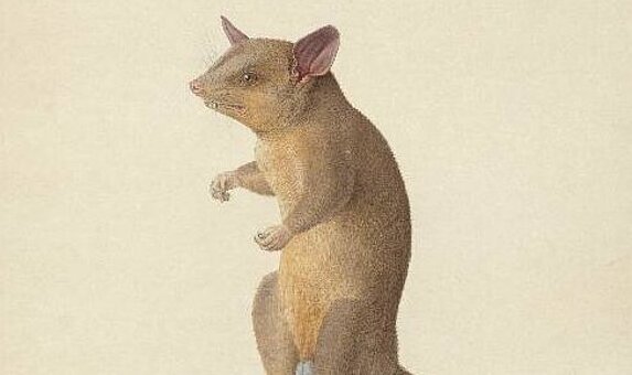 Historische Zeichnunge einer mexikanischen Zwerbeutelratte