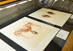 Glasvitrine mit Illustrationen von Oktopus und Muscheln.