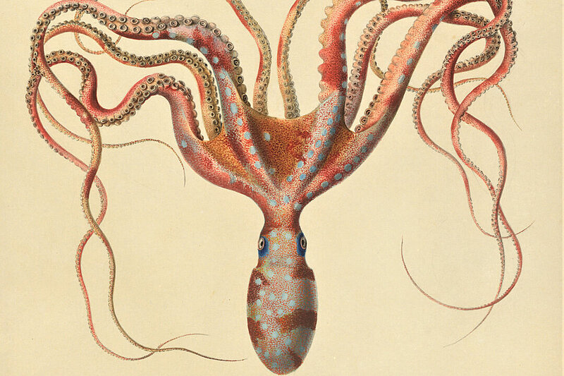 Aquarell von Tintenfisch