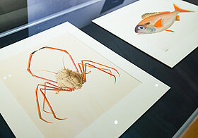 Tier-Illustrationen3.jpg Glasvitrine mit Illustrationen von Meerestieren.